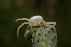 Spinne