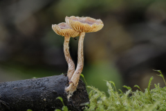 Pilz